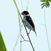 Caqueta Seedeater