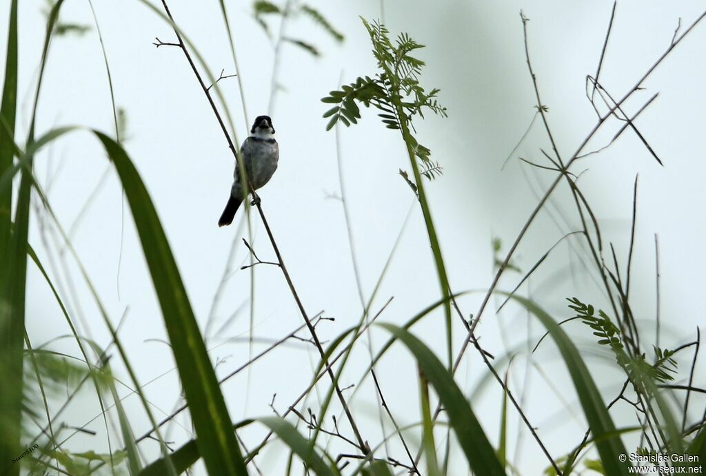 Wing-barred Seedeater (murallae) male adult breeding