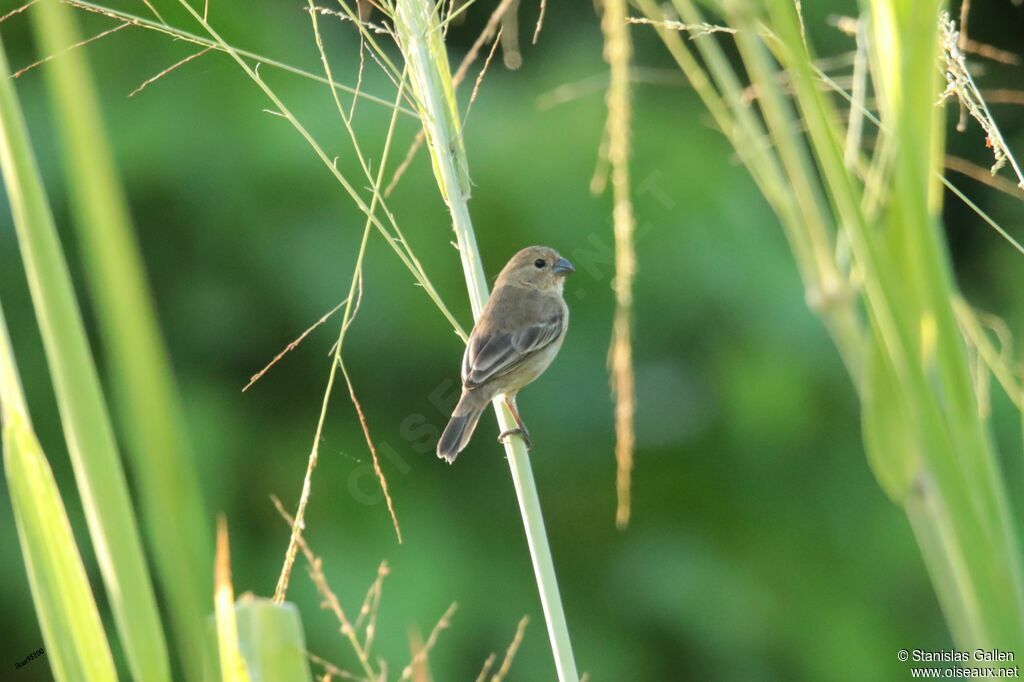 Grey Seedeater female adult