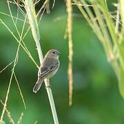 Grey Seedeater