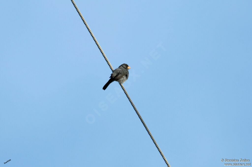 Grey Seedeater male adult