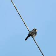 Grey Seedeater