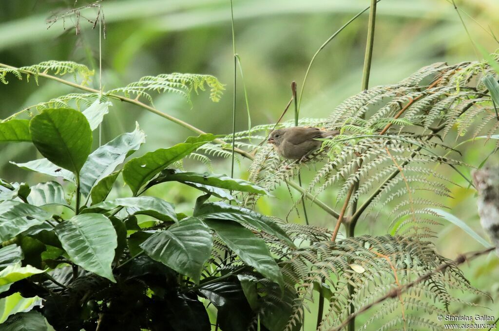 Dull-colored Grassquit female adult