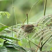 Dull-colored Grassquit