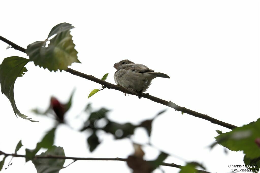 Parrot-billed Seedeateradult