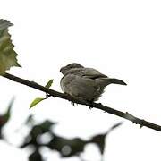 Parrot-billed Seedeater