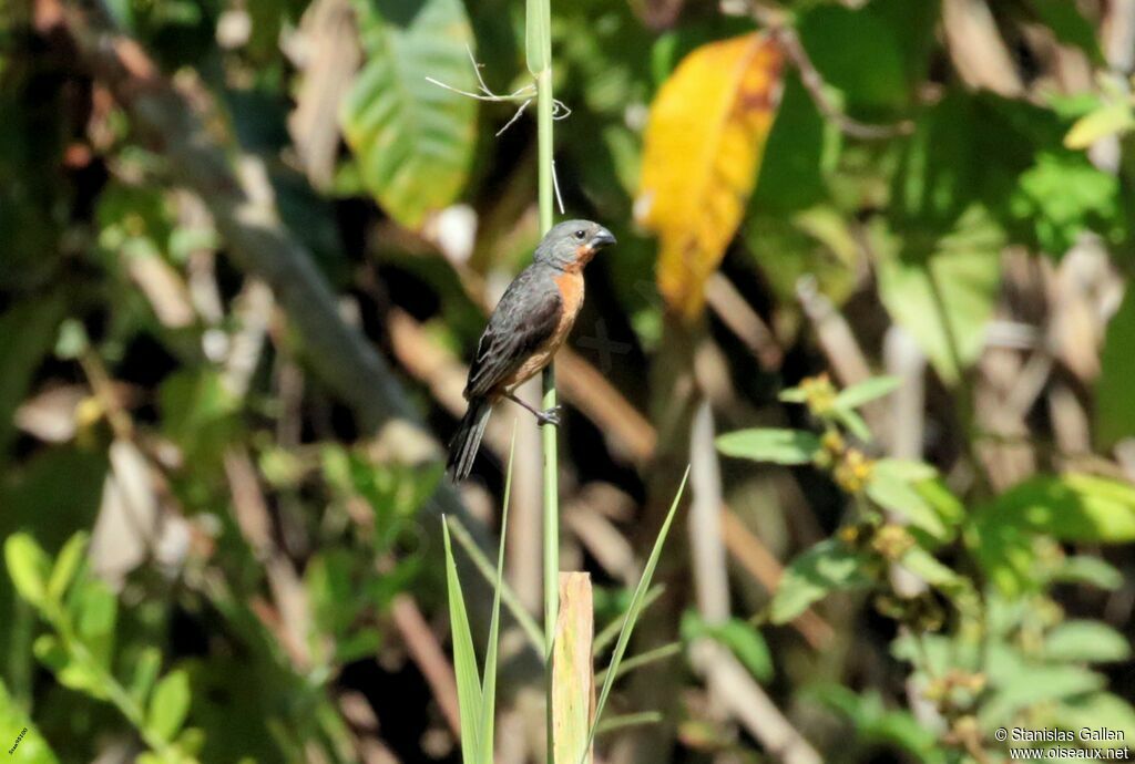 Ruddy-breasted Seedeateradult breeding