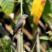 Ruddy-breasted Seedeater