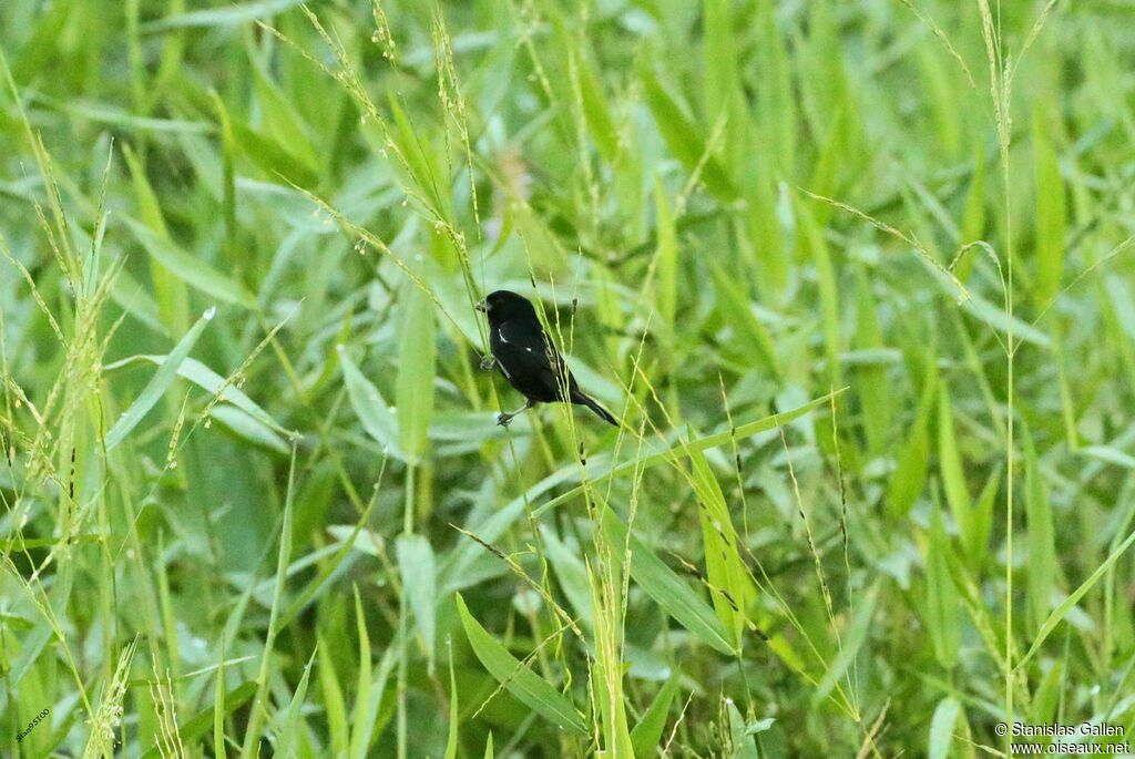 Variable Seedeater male adult breeding