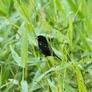 Variable Seedeater