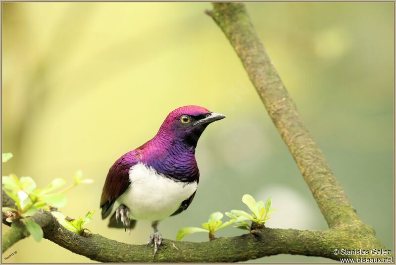 Violet-backed Starling male adult breeding