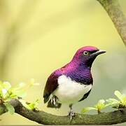 Violet-backed Starling