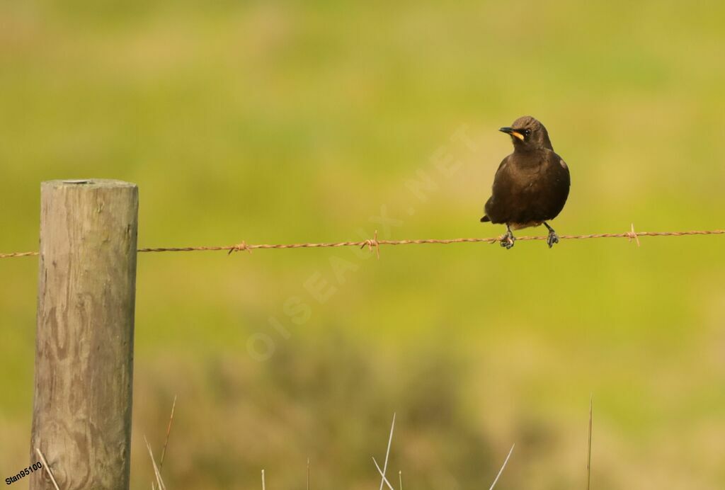 Pied Starlingadult