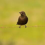 Pied Starling