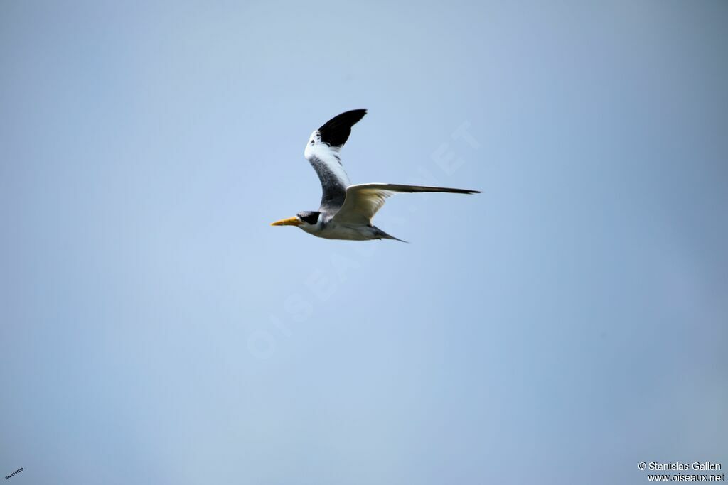 Large-billed Ternadult, Flight