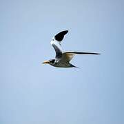 Large-billed Tern