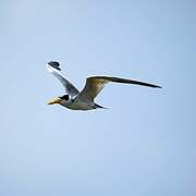 Large-billed Tern