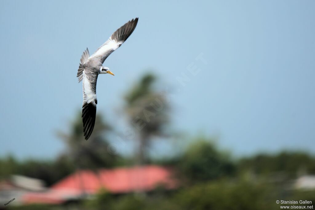 Large-billed Ternadult breeding, Flight