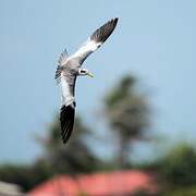 Large-billed Tern