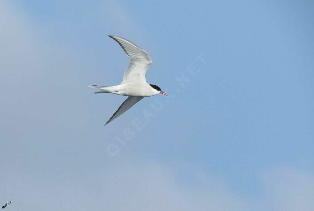 Arctic Ternadult, Flight