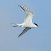 Arctic Tern