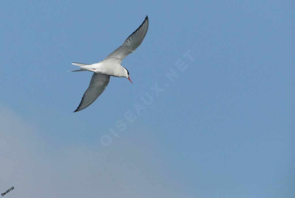 Arctic Ternadult, Flight