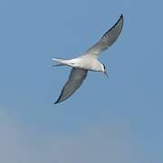 Arctic Tern