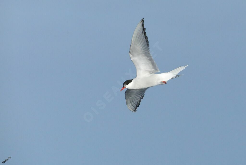 Arctic Ternadult, Flight