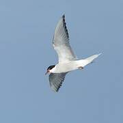 Arctic Tern