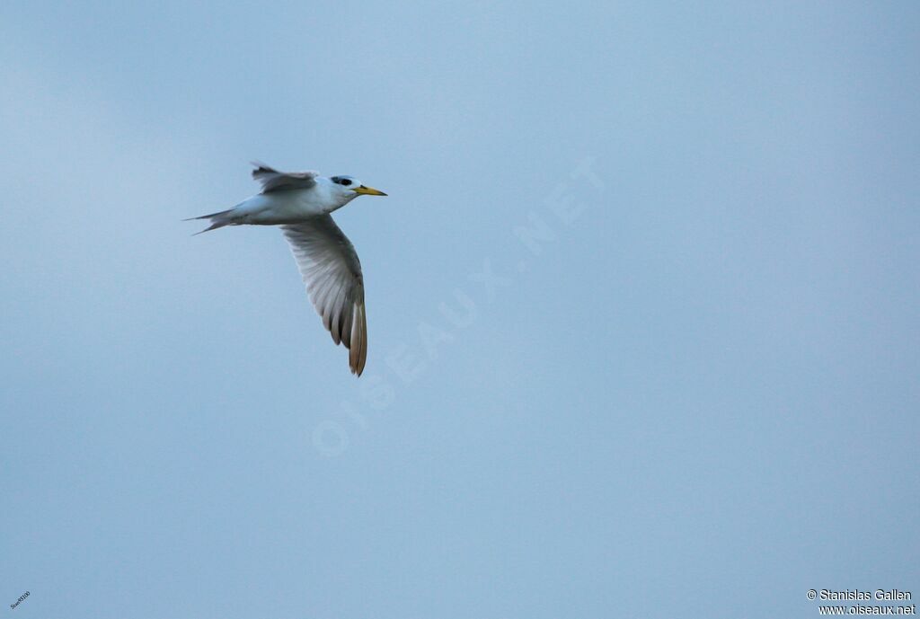 Yellow-billed Ternadult, Flight