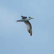 Yellow-billed Tern