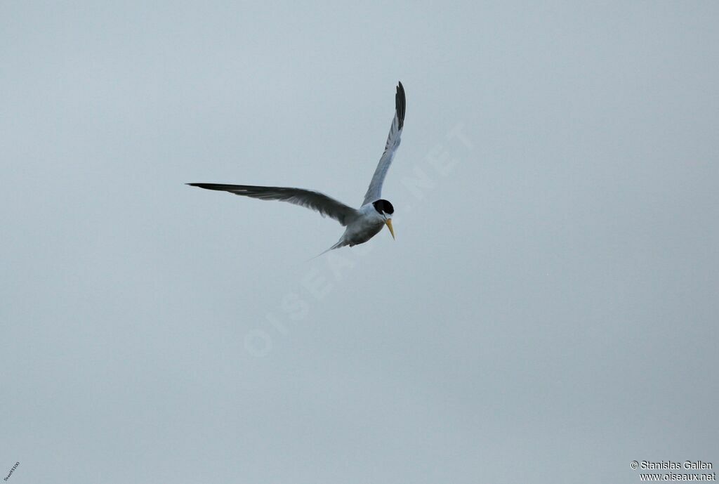 Yellow-billed Ternadult, Flight