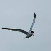 Yellow-billed Tern