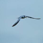 Yellow-billed Tern