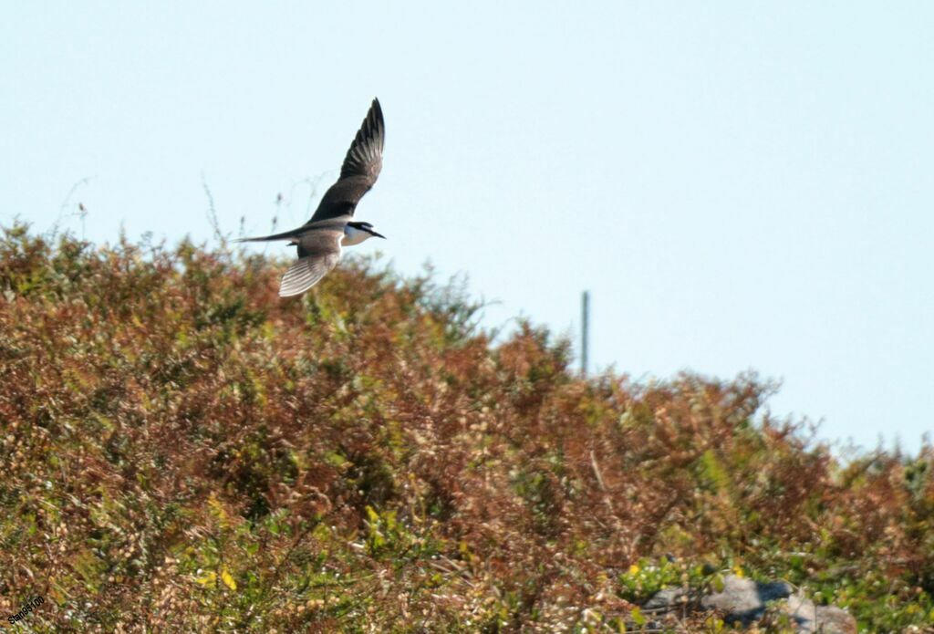 Bridled Ternadult, Flight