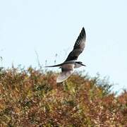 Bridled Tern