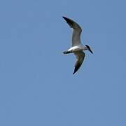 Caspian Tern