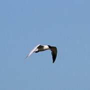 Caspian Tern