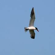 Caspian Tern