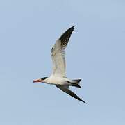 Caspian Tern