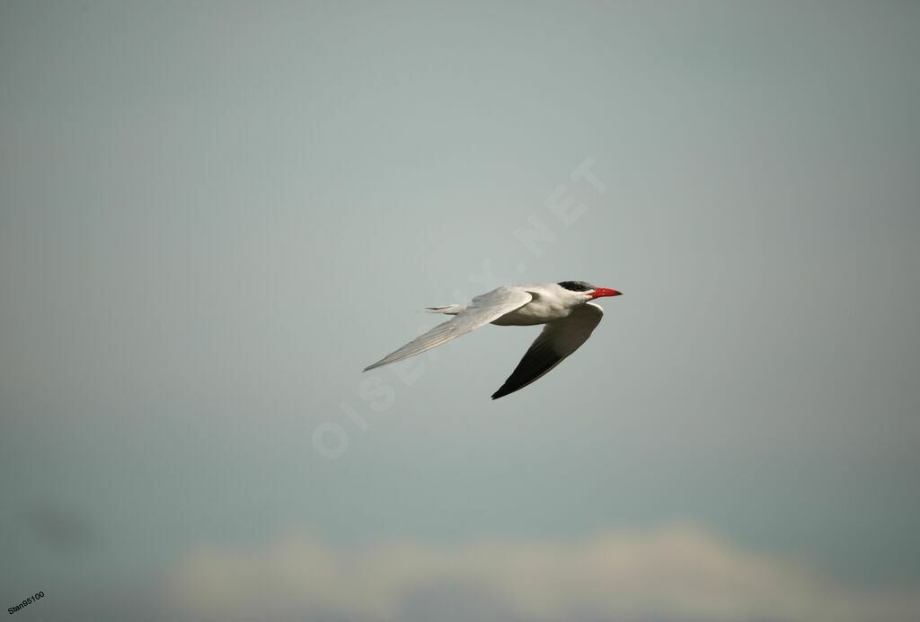 Caspian Ternadult transition, Flight