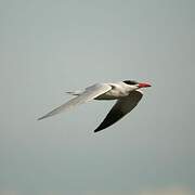 Caspian Tern