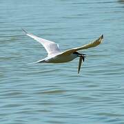 Sandwich Tern