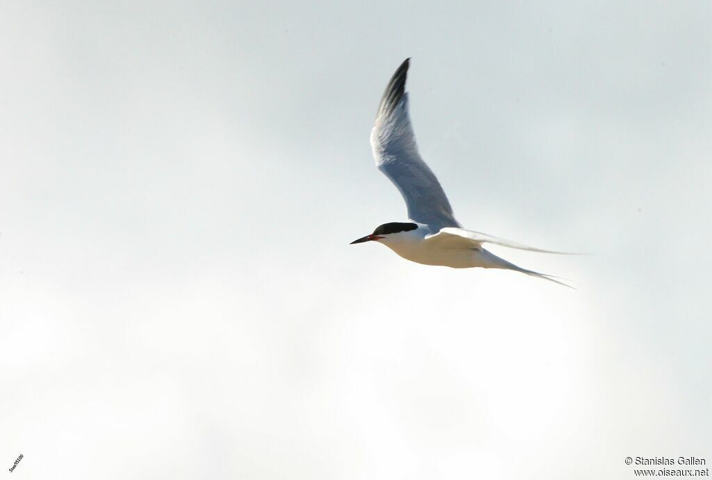 Roseate Ternadult breeding, Flight