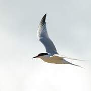 Roseate Tern