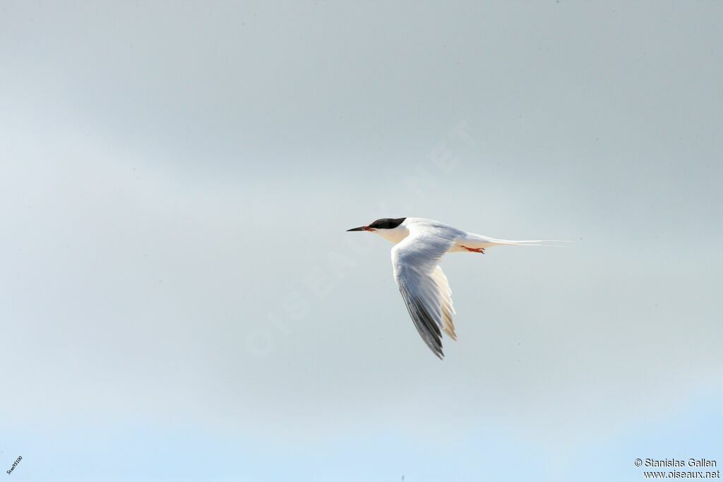 Roseate Ternadult breeding, Flight