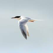 Roseate Tern