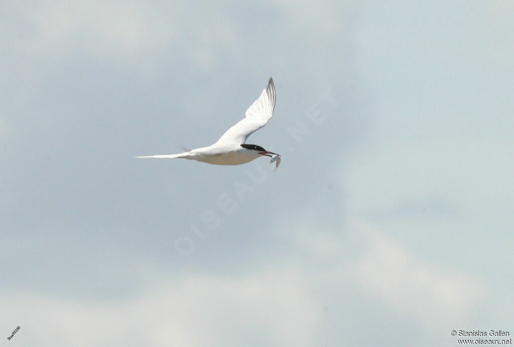 Roseate Ternadult breeding, Flight