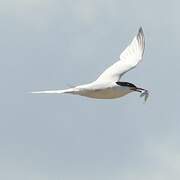 Roseate Tern