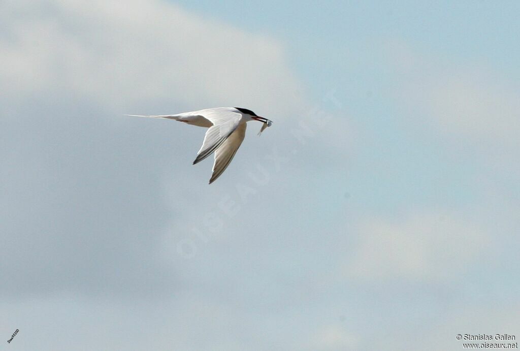 Roseate Ternadult breeding, Flight